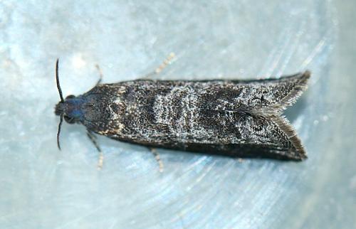Réf. 318 298 : Grapholita funebrana
